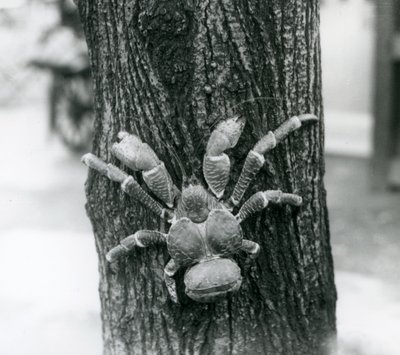 Egy kókuszrabló rák fára mászik, Londoni Állatkert, 1927 alkotó: Frederick William Bond