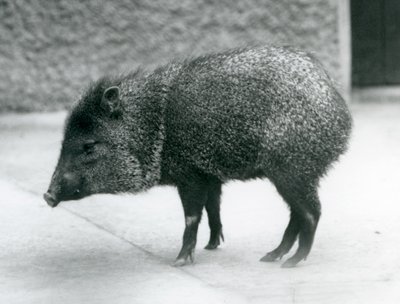 Nyakörves peka a londoni állatkertben, 1927 alkotó: Frederick William Bond