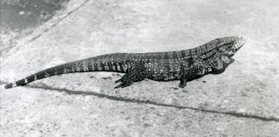 Egy CommonGoldGoldenBlackkolumbiai tegu vagy tigrisgyík a londoni állatkertben 1926 augusztusában alkotó: Frederick William Bond