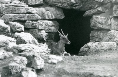 A londoni állatkert Eland/Antelope Paddockjában 1929-ben a menedékének bejáratában pihenő sziklák között (f/w fotó) alkotó: Frederick William Bond