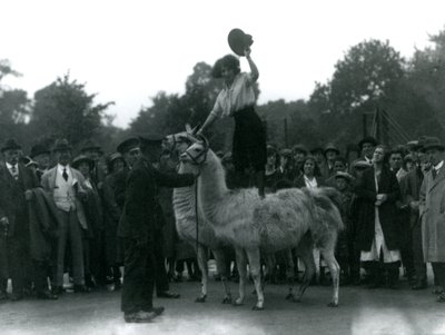 Egy tehénlány 1924-ben a londoni állatkertben tett látogatása során két lámával áll. alkotó: Frederick William Bond