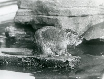 Egy Coypu egy sziklás párkányon ül egy medencében a londoni állatkertben, 1928 februárjában (f/w fotó) alkotó: Frederick William Bond