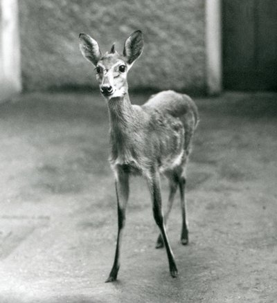 Egy CrownSahel Nyugat-afrikai Bush Duiker a londoni állatkertben 1927 augusztusában alkotó: Frederick William Bond