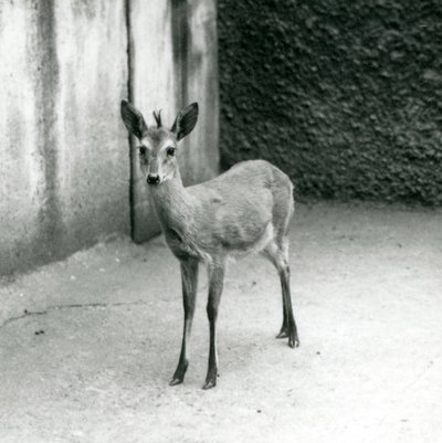 Egy CrownSahel Nyugat-afrikai Bush Duiker a londoni állatkertben 1927 augusztusában alkotó: Frederick William Bond