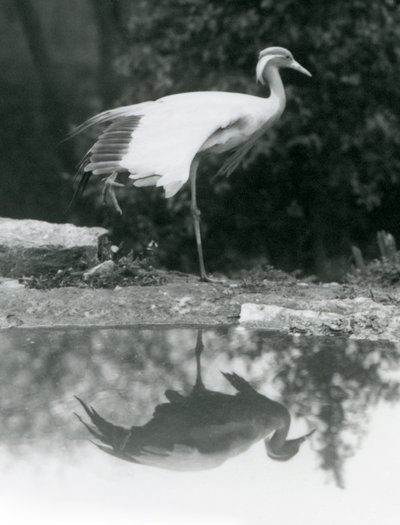 Egy Demoiselle Crane áll egy lábon, tükörszerű tükörképével a lenti medencében, Londoni Állatkert alkotó: Frederick William Bond
