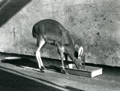Egy Duiker a földön lévő tálcáról táplálkozik, Londoni Állatkert, 1925. július alkotó: Frederick William Bond