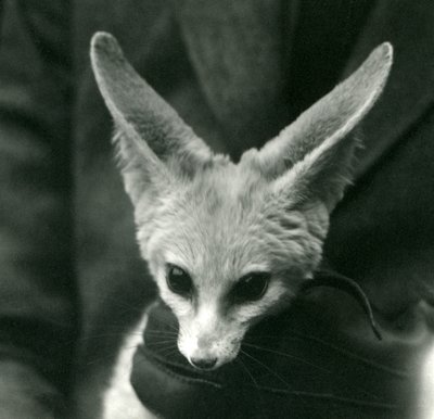 A Fennec Foxot egy kesztyűs őr tartja a nyakában, 1924 alkotó: Frederick William Bond