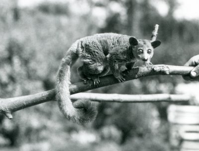 A Galago egy ágon sétál, amelyet egy állattartó tart, a londoni állatkert alkotó: Frederick William Bond
