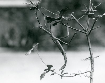 Egy óriásbotos rovar álcázott egy gallyat a londoni állatkertben 1923-ban alkotó: Frederick William Bond