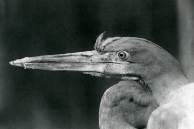 Góliát gém a londoni állatkertben 1924-ben alkotó: Frederick William Bond