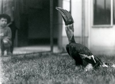 Egy nagy szarvascsőr felfelé néz, miközben a füvön áll a madárházában, miközben egy kisfiú néz a háttérben, Londoni Állatkert, 1924 alkotó: Frederick William Bond