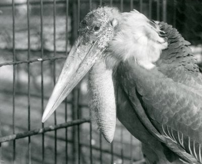 Egy nagyobb gólyasegéd a londoni állatkertben 1925 júliusában alkotó: Frederick William Bond