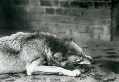 Egy GreyTimber Farkas feküdt enni a londoni állatkertben 1927-ben alkotó: Frederick William Bond
