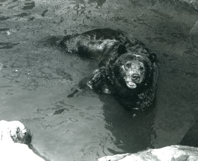 Egy Grizzly Bear fürdik a londoni állatkert medencéjében 1924-ben alkotó: Frederick William Bond