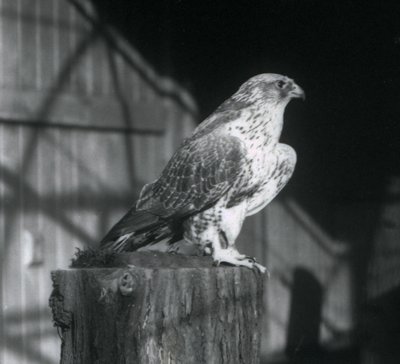 Egy rönkön pihenő Gyrfalcon, Londoni Állatkert, 1925. december alkotó: Frederick William Bond