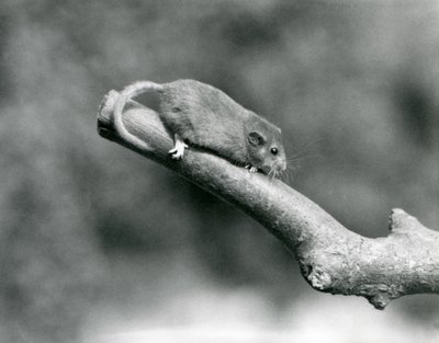 A Hazel/Common Dormouse on a branch, London Zoo alkotó: Frederick William Bond