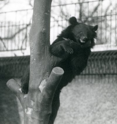 Egy himalájai barnamedve Isabelline Bear Dzu-Teh egy fán a londoni állatkertben 1925-ben alkotó: Frederick William Bond
