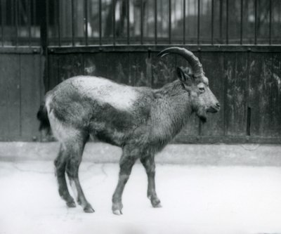 Egy himalájai kecske a londoni állatkertben, 1927 alkotó: Frederick William Bond
