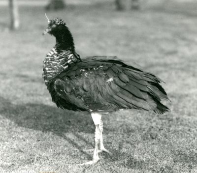 Egy kürtös sikoltozó a füvön állt a londoni állatkertben 1927 szeptemberében alkotó: Frederick William Bond