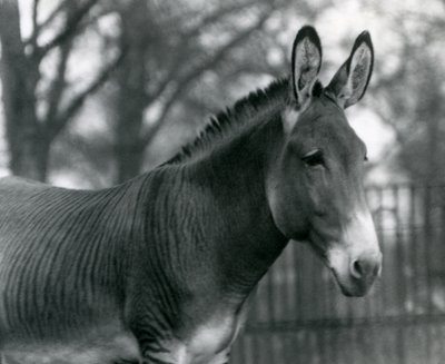 Egy hibrid zebra a londoni állatkertben 1924 júliusában alkotó: Frederick William Bond