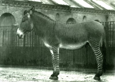 Egy hibrid zebra a londoni állatkertben, 1924 (fekete-fehér fotó) alkotó: Frederick William Bond