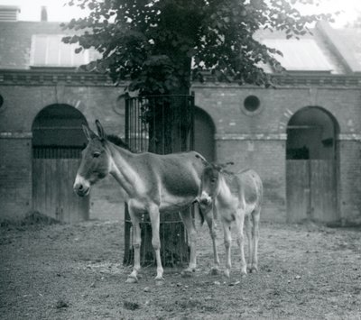 Egy kiangtibeti vadszamár KhyangGorkhar és csikója egy fa alatt állnak a karámban, a londoni állatkertben, 1927. augusztus alkotó: Frederick William Bond