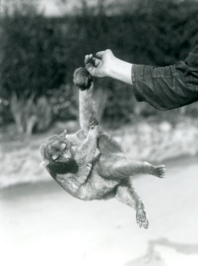 Egy kinkajou, amely az őrző ujjára függesztett a szorító farkánál fogva, Londoni Állatkert, 1925. szeptember alkotó: Frederick William Bond