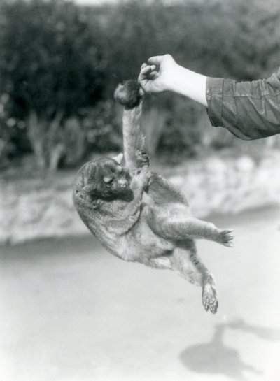 Egy kinkajou, amely az őrző ujjára függesztett a szorító farkánál fogva, Londoni Állatkert, 1925. szeptember alkotó: Frederick William Bond