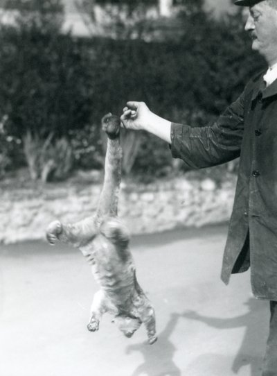 Egy Kinkajou fejjel lefelé, az őrző ujjából, a markoló farkánál fogva felfüggesztve, Londoni Állatkert, 1925. szeptember alkotó: Frederick William Bond