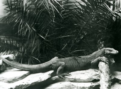 Egy Komodo DragonMonitor nyakát és mellső lábát egy farönknek támasztja a londoni állatkertben 1927 júniusában alkotó: Frederick William Bond