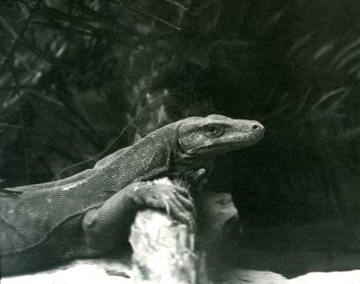 Egy Komodo DragonMonitor nyakát és mellső lábát egy farönknek támasztja a londoni állatkertben 1927 júniusában alkotó: Frederick William Bond