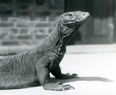 Egy komodói sárkány a londoni állatkertben 1928 augusztusában (f/w fotó) alkotó: Frederick William Bond