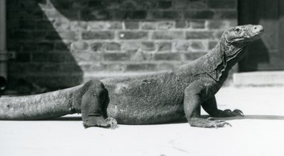 Egy komodói sárkány a londoni állatkertben 1928 augusztusában (f/w fotó) alkotó: Frederick William Bond