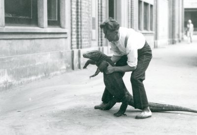 Egy komodói sárkányt tartott a hátsó lábaira egy állattartó a londoni állatkertben 1928 augusztusában (f/w fotó) alkotó: Frederick William Bond