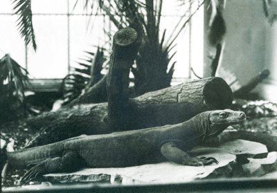 Egy komodói sárkány a londoni állatkert hüllőházában 1928 augusztusában (f/w fotó) alkotó: Frederick William Bond