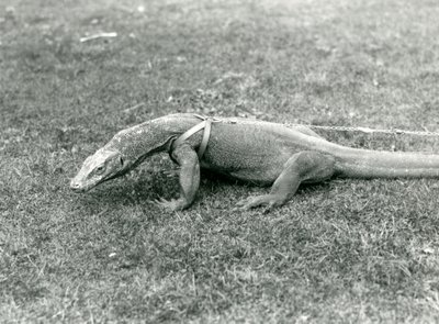 Egy komodói sárkány sétálni a pázsiton, hámban és pórázban (f/w fotó) alkotó: Frederick William Bond
