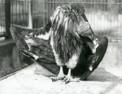 Lappet-arcú keselyű, aki a kifutó padlóján áll, szárnytollait fürkészve, Londoni Állatkert alkotó: Frederick William Bond