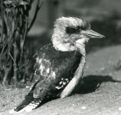 Egy nevető Kookaburra a londoni állatkertben 1925 áprilisában alkotó: Frederick William Bond