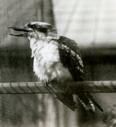 Egy nevető Kookaburra a londoni állatkertben 1924 októberében alkotó: Frederick William Bond