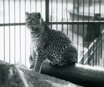Egy leopárd ül egy rönkön a londoni állatkertben, 1925 szeptemberében alkotó: Frederick William Bond