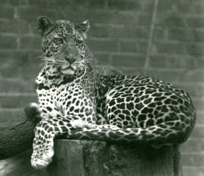 Egy leopárd egy fatönkön ül a londoni állatkertben 1924-ben alkotó: Frederick William Bond