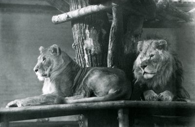 Egy oroszlán és egy oroszlán egy magas emelvényen pihen, a londoni állatkertben, 1929-ben (f/w fotó) alkotó: Frederick William Bond