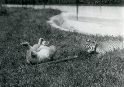 Egy oroszlán és tigris kölyök felmosóval játszanak, a füvön, egy medence mellett, Londoni Állatkert, 1925. szeptember alkotó: Frederick William Bond