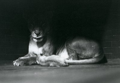 Egy oroszlánkölyök, aki anyjával fekve a londoni állatkert hátsó részének árnyékában, 1925. október alkotó: Frederick William Bond