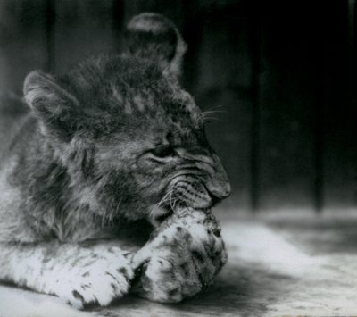 Egy oroszlánkölyök a ZSL Londoni Állatkertben táplálkozott 1927-ben alkotó: Frederick William Bond