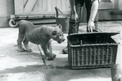 Egy oroszlánkölyök egy tigriskölyköt néz egy fonott kosárban, amelyet az állattartó kinyit, Londoni Állatkert, 1925. szeptember alkotó: Frederick William Bond