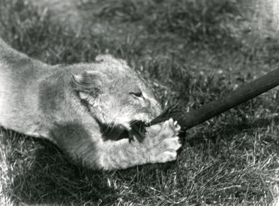 Egy oroszlánkölyök, aki felmosóval játszik, a gazdája tartja a füvön, a londoni állatkert előtt, 1925. szeptember alkotó: Frederick William Bond