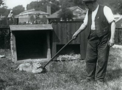 Egy oroszlánkölyök, aki felmosóval játszik, a gazdája tartja a füvön, a londoni állatkert előtt, 1925. szeptember alkotó: Frederick William Bond