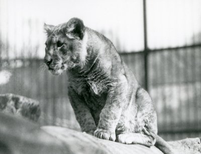 Egy oroszlánkölyök, aki a menazsériában született 1923 júliusában, a londoni állatkertben, 1924 júliusában alkotó: Frederick William Bond