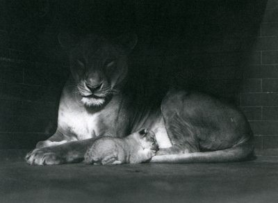 Egy oroszlán és egy kölyök feküdt a kertjük, a Londoni Állatkert hátsó részének árnyékában, 1925. október alkotó: Frederick William Bond